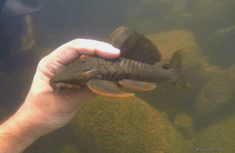 Baryancistrus sp. `Belo Monte`